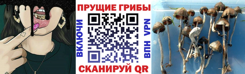 МЕГА как войти Корсаков Галлюциногенные грибы прущие грибы